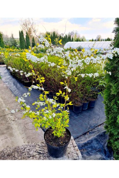 Спірея сливолиста Голдфаєр - 5л/вис.55-75см/Ø45-65см